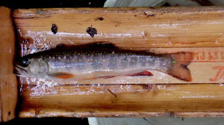 A brook trout being measured