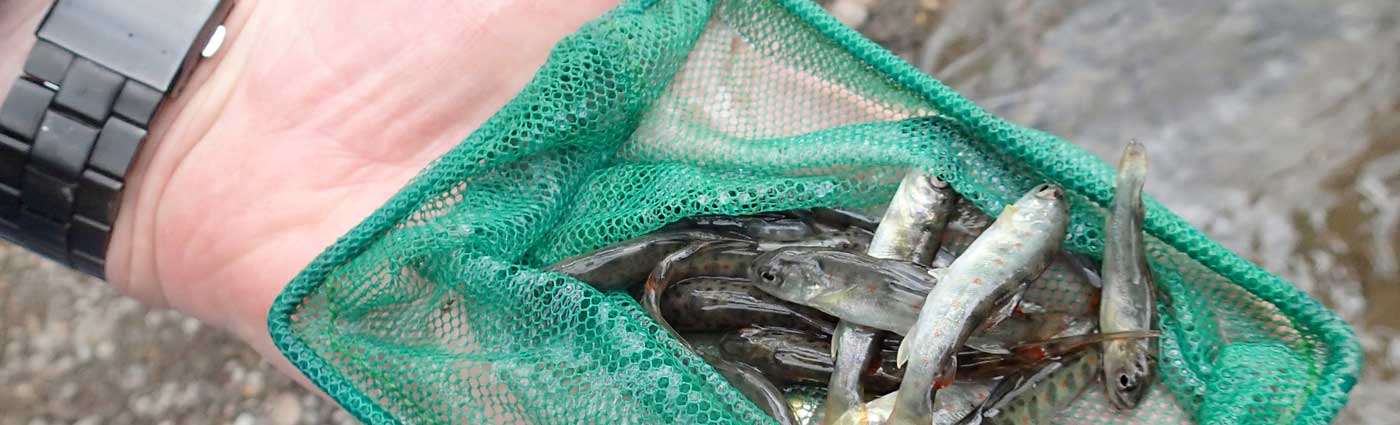 tiny fish fry in a net